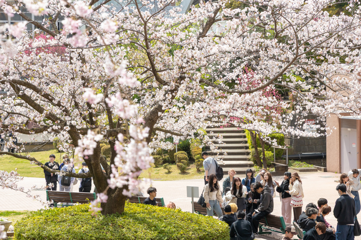 町田キャンパス　桜が咲くけやきの広場で複数の学生が談笑している様子