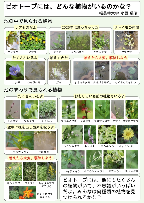 https://www.obirin.ac.jp/info/year_2025/lo4e4n00000dj8vr-att/plant_HT.pdf