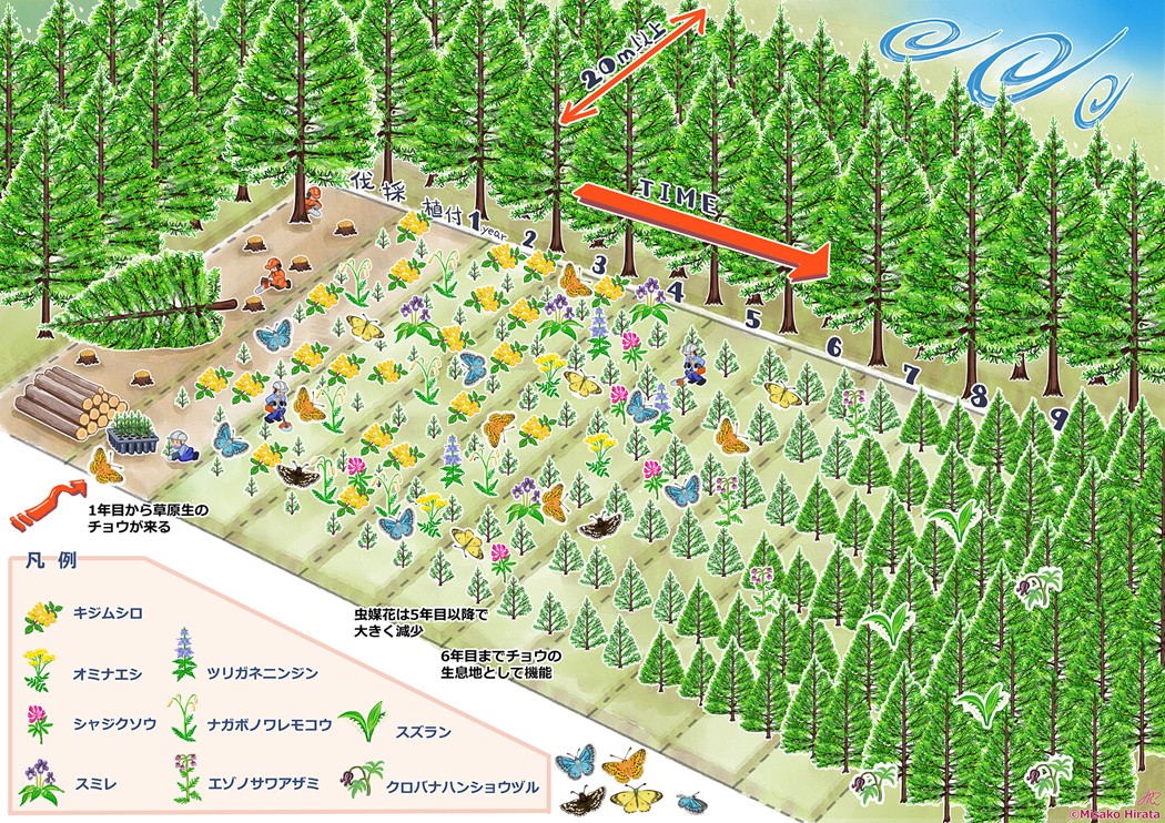 図1　本論文の概略図．若い防風林は草原性の植物やチョウ類の生息地として機能．イラストは森林業漫画家の平田美紗子氏．