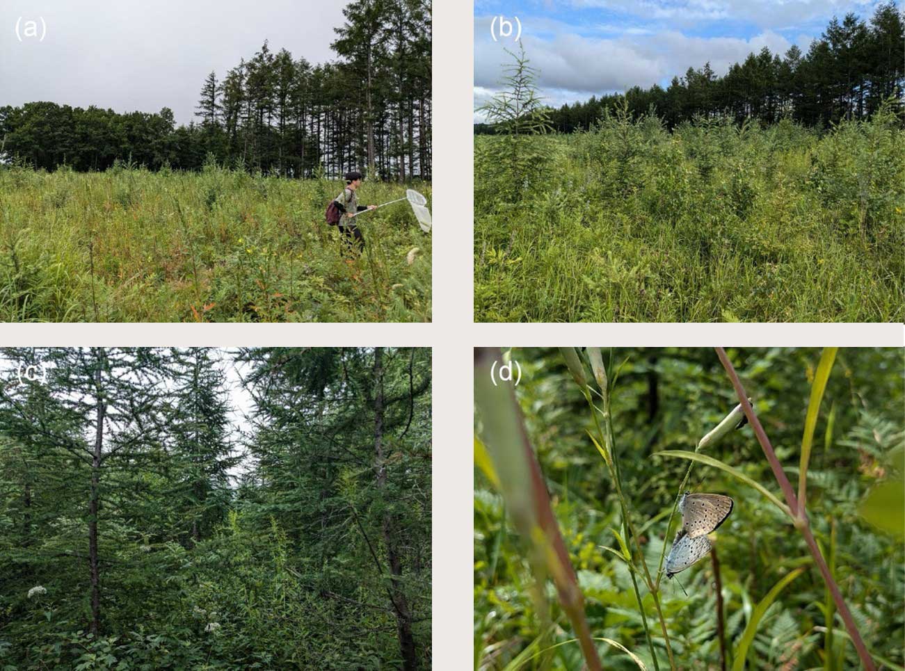 図2　調査地の風景．a, 2年目の植林地; b, 5年目の植林地; c, 9年目の植林地; d, 6年目の植林地で交尾する準絶滅危惧種ゴマシジミのペア．なお、aに写った男性は第三著者。